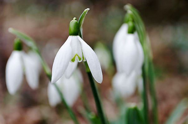 포토 JPG 해외이미지 꽃잎 꽃 사람없음 아웃포커스 개화 스노드롭 해외202004 해외포토 식물 촬영기법 파일형식 이미지허브