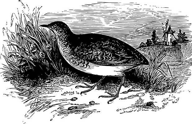 EPS 해외이미지 선 일러스트 아프리카 미술 사람없음 검은색 흰색 스페인 그림 북쪽 판화 메추리 해외202004 해외일러스트 유럽 나라 컬러 문화예술 방향 파일형식 벡터 이미지허브