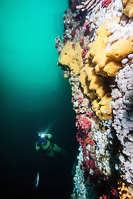 포토 JPG 해외이미지 라이프스타일 스포츠 바다 여행 백그라운드 캐나다 자연 표면 휴가 어류 가면 사람 사람없음 물 파란색 햇빛 수중 시간 스노클링 산호 아래 암초 깊이 벤쿠버 해외202004 해외포토 자연요소 컬러 북아메리카 생활 태양 수중동물 수상스포츠 자포동물 방향 생태계 위치 파일형식 이미지허브
