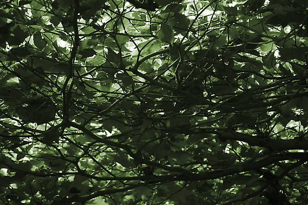 포토 JPG 해외이미지 나무 식물 잎 자연 흑백 사람없음 덮개 나뭇가지 해외202004 해외포토 촬영기법 뚜껑 생태계 파일형식 이미지허브