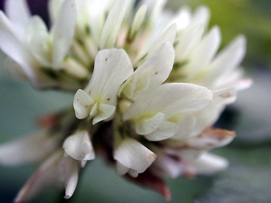 포토 JPG 해외이미지 식물 계절 꽃잎 꽃 백그라운드 잎 꽃무늬 자연 사람없음 빨간색 초록색 노란색 정원 봄 벚꽃 신선 개화 닫기 데이지 꽃가루 해외202004 해외포토 컬러 무늬 모션 가루 생태계 파일형식 이미지허브
