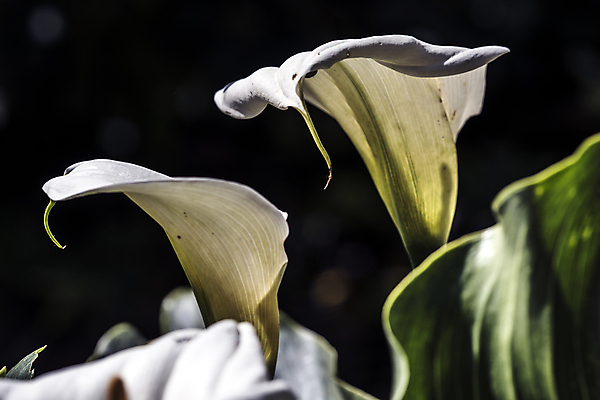 포토 JPG 해외이미지 식물 실루엣 꽃다발 잎 꽃무늬 자연 날씨 휴식 그림자 선물 사랑 사람없음 햇빛 노란색 새싹 정원 화목 힘 봄 활발 에너지 성장 흰색 시골 인사 달콤 향수 향기 냄새 꽃가루 부드러움 고립 돌봄 해외202004 해외포토 계절 꽃 감정 컬러 컨셉 무늬 모션 촬영기법 태양 화장품 예절 감각 맛 가루 생태계 파일형식 이미지허브