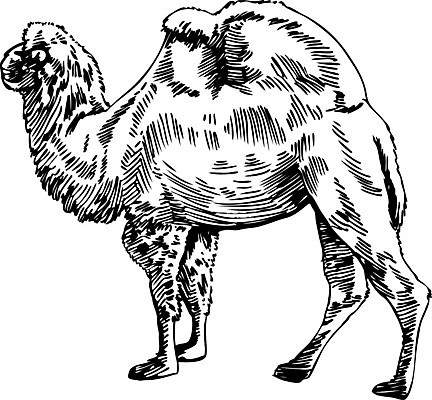 EPS 해외이미지 클립아트 동물 손 디자인 선 2 일러스트 잉크 동물원 미술 그래픽 장식 펜 사막 스케치 낙타 손그림 혹 엘리먼트 해외202004 해외일러스트 포유류 문화예술 신체부위 필기구 파일형식 벡터 이미지허브