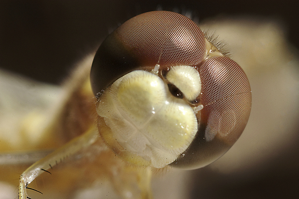포토 JPG 해외이미지 식물 동물 유럽 호수 곤충 절지류 자연 조류 휴식 새로움 사람없음 초록색 물 신생아 연못 잠자리 습지 꼬리 육식동물 애벌레 변태 해외202004 해외포토 자연요소 나라 컬러 컨셉 아기 벌레 생태계 파일형식 이미지허브
