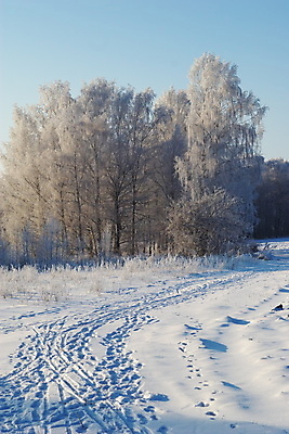 포토 JPG 해외이미지 주간 나무 겨울 자연 사람없음 야외 설원 발자국 겨울풍경 해외202004 해외포토 자연요소 식물 계절 자국 눈_날씨 풍경 생태계 파일형식 이미지허브