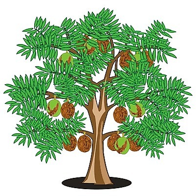 EPS 해외이미지 나무 식물 계절 농업 과일 일러스트 자연 초록색 여름 정원 식사 수확 나뭇가지 만화 가득함 피부 오브젝트 흰배경 유기농 호두 시트 숙성 개암 해외202004 해외일러스트 웰빙 열매 산업 컬러 백그라운드 신체부위 견과류 흰색 생태계 파일형식 벡터 이미지허브