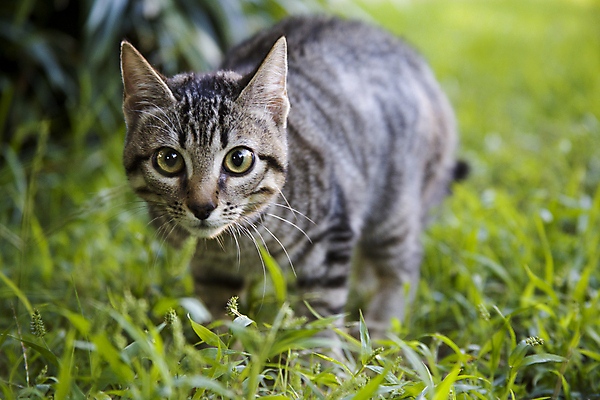 포토 JPG 해외이미지 동물 1 응시 얼굴 백그라운드 밭 장난 포유류 모션 자연 놀이 수염 털 건강 서기 잔디 사람없음 야외 초록색 반려동물 정원 고양이 줄무늬 산책 닫기 달콤 작음 사냥 보케 얼룩무늬 솜털 기르기 해외202004 해외포토 식물 시선 컬러 무늬 농업 휴식 신체부위 맛 크기 생태계 돌봄 파일형식 이미지허브