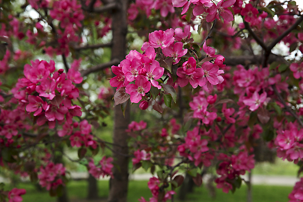 포토 JPG 해외이미지 나무 꽃잎 꽃 분홍색 과일 사람없음 여름 정원 봄 벚꽃 나뭇가지 개화 체리 사과 과수원 해외202004 해외포토 식물 계절 컬러 농업 파일형식 이미지허브