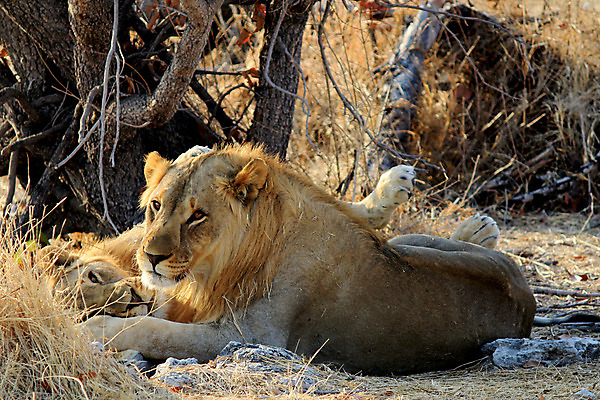 포토 JPG 해외이미지 동물 1 공원 여자 남자 야생동물 포유류 아프리카 자연 휴식 동물원 사람없음 환경 고양이 힘 황무지 위험 사자 큼 왕 사파리 사냥 육식동물 사냥꾼 케냐 사자자리 서식지 표범 남쪽 내추럴 나미비아 사바나 세렝게티 암사자 왕국 전국 탄자니아 힘찬 해외202004 해외포토 직업 공공시설 나라 컨셉 사람 반려동물 별자리 크기 암컷 방향 생태계 남아프리카 파일형식 이미지허브