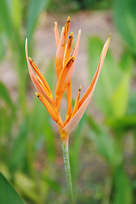 포토 JPG 해외이미지 주간 사람없음 야외 아웃포커스 헬리코니아 해외202004 해외포토 자연요소 식물 촬영기법 파일형식 이미지허브