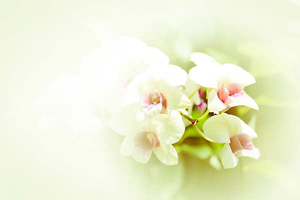 포토 JPG 해외이미지 식물 디자인 꽃 백그라운드 꽃무늬 패턴 자연 벽지 추상 수채화 미술 사람없음 장식 여름 보라색 봄 수확 벚꽃 흰색 나뭇가지 난초 복고 해외202004 해외포토 나무 계절 컬러 무늬 농업 문화예술 생태계 파일형식 이미지허브