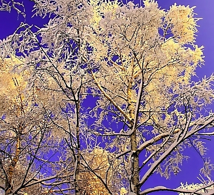 포토 JPG 해외이미지 나무 계절 공원 도로 길 벽 백그라운드 잎 크리스마스 겨울 패턴 건축양식 자연 탁자 하늘 산 주택 프레임 미술 풍경 사람없음 야외 내부 건물 목재 파란색 빛 햇빛 태양 갈색 얼음 추위 흰색 소나무 숲 질감 복고 서리 장면 내추럴 선로 눈내림 해외202004 해외포토 자연요소 식물 건축물 공공시설 기념일 건축 컬러 가구 무늬 재료 교통시설 문화예술 눈_날씨 생태계 파일형식 이미지허브