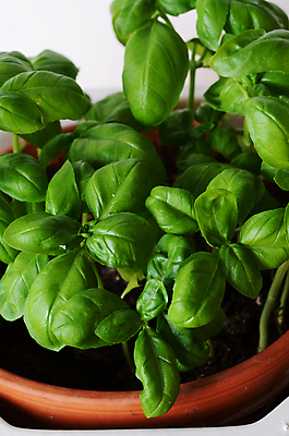 포토 JPG 해외이미지 식물 잎 재료 요리 사람없음 초록색 주방 흰색 도자기 냄비 허브 향신료 유기농 향 성분 바질 해외202004 해외포토 웰빙 컬러 솥 향미료 파일형식 이미지허브