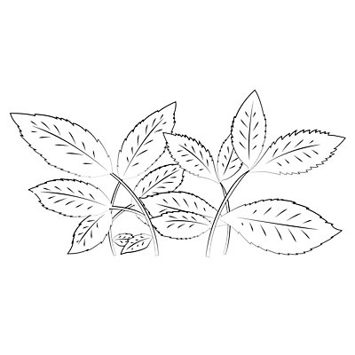 EPS 해외이미지 나무 식물 디자인 실루엣 백그라운드 잎 꽃무늬 패턴 일러스트 자연 추상 골격 미술 검은색 직물 심볼 질감 윤곽 화석 정맥 내추럴 고립 해외202004 해외일러스트 꽃 컬러 무늬 문화예술 촬영기법 생태계 혈관 파일형식 벡터 이미지허브