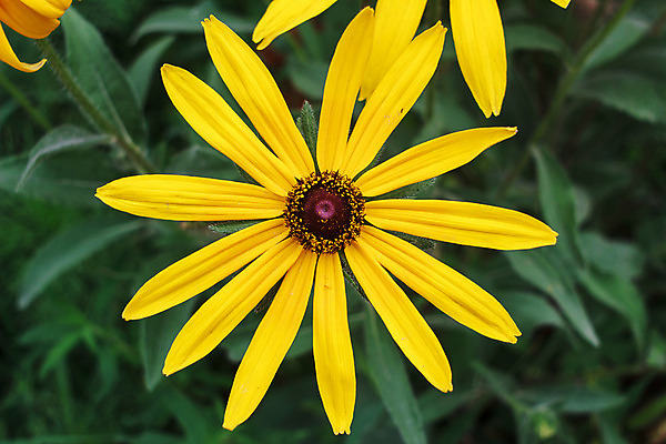포토 JPG 해외이미지 나무 식물 구름 계절 꽃잎 꽃 단풍 밭 자연 잉글랜드 풍경 사람없음 야외 가로 초록색 여름 파란색 농작물 농장 환경 계곡 침묵 봄 들꽃 흰색 농촌 시골 신선 숲 땅 데이지 자연백그라운드 멀리 수평선 카피스페이스 해외202004 해외포토 자연요소 컬러 백그라운드 잎 농업 영국 소리 공백 생태계 파일형식 이미지허브