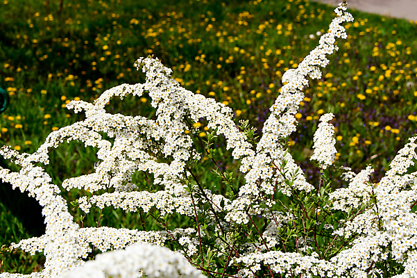 포토 JPG 해외이미지 식물 계절 꽃잎 꽃 줄기 꽃무늬 자연 벽지 사람없음 야외 장식 환경 벚꽃 개화 관목 원예 향기 강렬 생태학 취급주의 해외202004 해외포토 나무 교육 무늬 경고 취미 생태계 냄새 파일형식 이미지허브