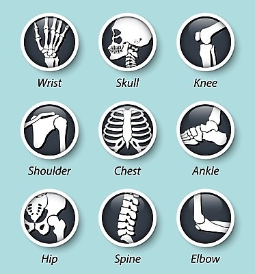 EPS 해외이미지 손 디자인 실루엣 일러스트 손가락 해부 뼈 골격 엑스레이 건강 사람 빛 약 머리 광선 원형 플랫 X 엉덩이 흉부 손목 심볼 척추 어깨 무릎 배지 시스템 팔 발목 궤 양발 여의주 정형외과 팔꿈치 해골모형 해외202004 해외일러스트 도형 알파벳 의학 발 촬영기법 병원 신체부위 모형 호흡기관 파일형식 벡터 이미지허브