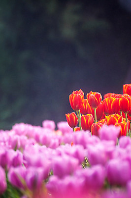 포토 JPG 해외이미지 식물 기념일 꽃잎 꽃 꽃다발 백그라운드 잎 꽃무늬 자연 기념 선물 사람없음 장식 빨간색 초록색 컬러풀 우주 정원 꽃병 봄 튤립 벚꽃 흰색 축하 인사 신선 우아함 4월 다발 배열 꽃집 허브 내추럴 고립 해외202004 해외포토 계절 컬러 컨셉 무늬 이벤트 상점 예절 날짜 생태계 파일형식 이미지허브