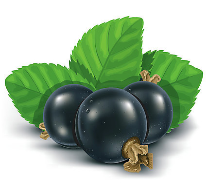 EPS 해외이미지 열매 음식 잎 과일 일러스트 건강 초록색 검은색 수확 흰색 내추럴 건포도 고립 숙성 해외202004 해외일러스트 식물 컬러 농업 포도 건과일 파일형식 벡터 이미지허브