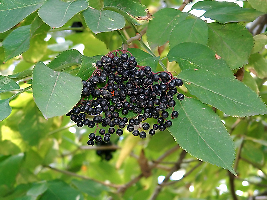 포토 JPG 해외이미지 식물 음식 줄기 디저트 그림자 사람없음 빨간색 초록색 빛 농작물 식사 가을 원형 맛 향기 날카로움 해외202004 해외포토 도형 계절 컬러 컨셉 농업 냄새 파일형식 이미지허브
