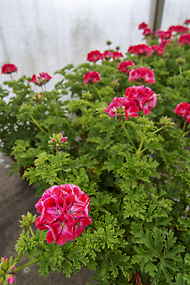 포토 JPG 해외이미지 식물 계절 꽃잎 꽃 분홍색 잎 꽃무늬 자연 사람없음 야외 초록색 여름 컬러풀 환경 정원 봄 성장 벚꽃 신선 개화 닫기 냄비 묘사 원예 내추럴 온실 제라늄 해외202004 해외포토 컬러 무늬 모션 취미 솥 생태계 파일형식 이미지허브