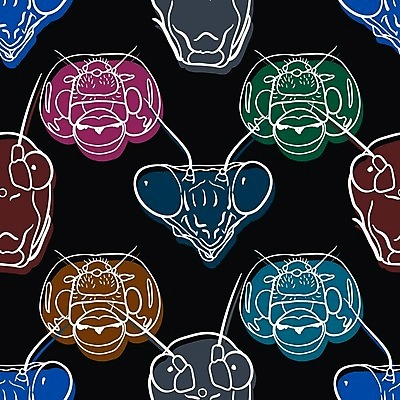 EPS 해외이미지 동물 야생동물 곤충 백그라운드 일러스트 자연 안테나 미술 초록색 컬러풀 머리 검은색 어둠 흰색 기도 벌레 작음 심볼 그림 고립 해외202004 해외일러스트 컬러 통신 문화예술 신체부위 크기 생태계 파일형식 벡터 이미지허브