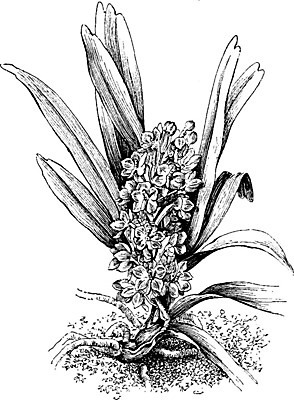 EPS 해외이미지 선 섬 일러스트 태국 미술 사람없음 검은색 중국 흰색 난초 그림 베트남 네팔 라오스 판화 미얀마 방글라데시 부탄 안다만 히말라야 해외202004 해외일러스트 식물 아시아 바다 컬러 문화예술 동남아시아 남아시아 파일형식 벡터 산맥 이미지허브