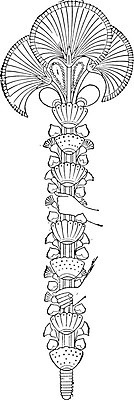EPS 해외이미지 식물 디자인 꽃 줄기 조각 잎 패턴 일러스트 건축양식 미술 사람없음 장식 검은색 골동품 흰색 역사 심볼 그림 판화 옛날 파피루스 해외202004 해외일러스트 건축 컬러 무늬 문화예술 파일형식 벡터 이미지허브