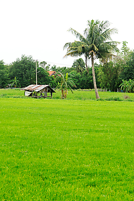 포토 JPG 해외이미지 식물 전통 공원 아시아 문화 여행 백그라운드 농업 태국 자연 밥 동양인 풍경 사람없음 야외 초록색 여름 농작물 봄 성장 시골 오두막 낟알 유기농 시골집 논밭 해외202004 해외포토 웰빙 계절 공공시설 나라 산업 음식 컬러 밭 주택 논 인종 생태계 파일형식 이미지허브