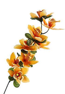 포토 JPG 해외이미지 식물 꽃잎 꽃 줄기 백그라운드 꽃무늬 오렌지 자연 발렌타인데이 선물 사람없음 장식 초록색 빛 우주 스파 봄 벚꽃 흰색 나뭇가지 신선 난초 우아함 심플 고립 인공 해외202004 해외포토 나무 계절 컬러 컨셉 무늬 과일 데이이벤트 생태계 파일형식 이미지허브