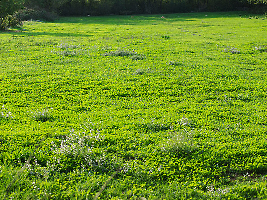 포토 JPG 해외이미지 식물 공원 백그라운드 패턴 밭 골프 자연 벽지 놀이 표면 추상 바닥 풍경 잔디 사람없음 야외 초록색 여름 우주 환경 정원 봄 활발 성장 신선 땅 질감 지역 내추럴 땅바닥 생태학 그리너리 해외202004 해외포토 계절 공공시설 교육 컬러 컨셉 무늬 농업 구기 생태계 파일형식 트랜드컬러 이미지허브