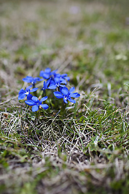 포토 JPG 해외이미지 식물 꽃 야생동물 줄기 하늘색 밭 자연 산 종류 사람없음 야외 가로 빨간색 초록색 파란색 환경 흙 봄 들꽃 벚꽃 개화 보행로 아일랜드 멸종 내추럴 동물상 생태학 석회암 목차 해외202004 해외포토 동물 계절 교육 유럽 길 컬러 농업 조형물 암석 생태계 파일형식 이미지허브