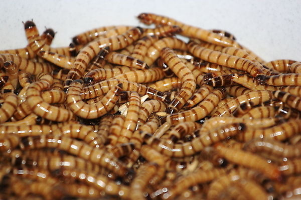 포토 JPG 해외이미지 동물 야생동물 백그라운드 추상 사람없음 그룹 벌레 미끼 해외202004 해외포토 곤충 무늬 파일형식 이미지허브