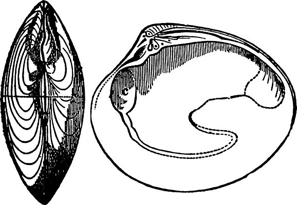 EPS 해외이미지 선 일러스트 미술 사람없음 검은색 흰색 그림 판화 민물 해외202004 해외일러스트 컬러 문화예술 파일형식 벡터 이미지허브