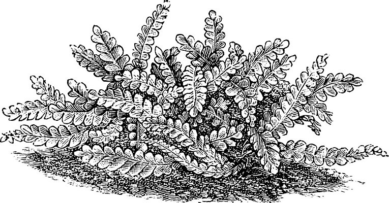 EPS 해외이미지 선 줄기 일러스트 미술 사람없음 검은색 흰색 가장자리 그림 판화 양치류 평야 해외202004 해외일러스트 식물 컬러 자연 문화예술 둘레 파일형식 벡터 이미지허브