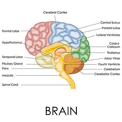 EPS 해외이미지 모델 디자인 교육 과학 백그라운드 컨셉 신체 일러스트 해부 추상 아이디어 건강 사람 그래픽 약 머리 검은색 흰색 마음 감각 오르간 불안 집중 심볼 뇌 생물학 시스템 고립 지능 해외202004 해외일러스트 감정 컬러 무늬 의학 신체부위 건반악기 파일형식 벡터 이미지허브