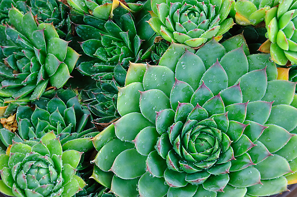 포토 JPG 해외이미지 식물 꽃잎 백그라운드 잎 꽃무늬 자연 건강 사람없음 초록색 물 정원 성장 약재 물방울 내추럴 해외202004 해외포토 자연요소 꽃 컬러 무늬 약 생태계 파일형식 이미지허브