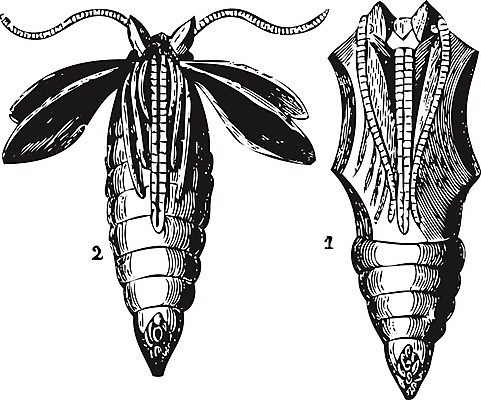 EPS 해외이미지 동물 디자인 유럽 종이 야생동물 나비 곤충 날개 일러스트 자연 새로움 매달리기 미술 사람없음 검은색 무대 골동품 흰색 오픈 변화 벌레 야간 인쇄 그림 애벌레 판화 고립 변태 옛날 해외202004 해외일러스트 자연요소 나라 컬러 컨셉 모션 문화예술 생태계 파일형식 벡터 이미지허브