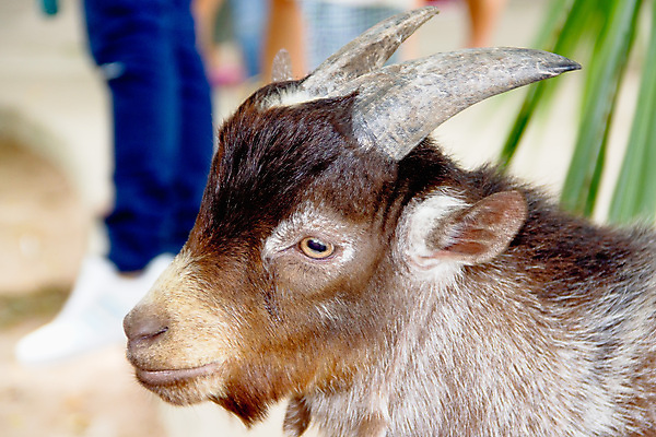 포토 JPG 해외이미지 동물 얼굴 백그라운드 농업 포유류 자연 염소 사람없음 야외 초록색 여름 농장 갈색 머리 검은색 가축 흰색 시골 고립 해외202004 해외포토 계절 산업 컬러 신체부위 생태계 파일형식 이미지허브