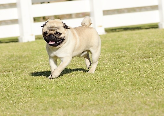 포토 JPG 해외이미지 동물 응시 공원 얼굴 장난 포유류 털 건강 서기 잔디 사람없음 야외 옆모습 반려동물 달리기 장미 걷기 믿음 검은색 중국 가축 활발 코트 광대 흰색 표현 주름 닫기 개 은색 작음 혀 즐거움 꼬리 귀 무릎 불독 보호자 송곳니 거짓 경보 기르기 동반자 마스티프 미니 복종 살구 아기사슴 유래 지능 충실 해외202004 해외포토 식물 시선 공공시설 꽃 감정 아시아 새끼 뷰포인트 컬러 컨셉 과일 모션 사슴 신체부위 외투 입 치아 크기 돌봄 파일형식 이미지허브