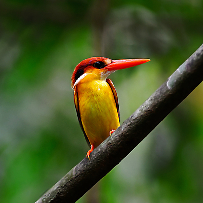포토 JPG 해외이미지 동물 야생동물 분홍색 오렌지 태국 자연 조류 국립공원 사람없음 빨간색 파란색 컬러풀 검은색 개울 부리 운하 경보 물총새 해외202004 해외포토 공원 아시아 컬러 과일 강 생태계 파일형식 이미지허브