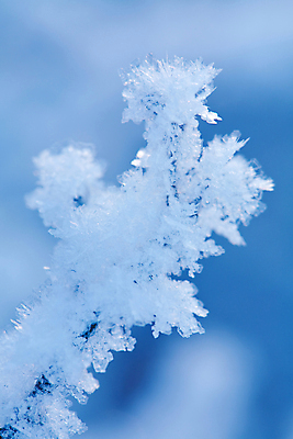 포토 JPG 해외이미지 주간 겨울 자연 눈꽃 근접촬영 사람없음 야외 아웃포커스 눈 겨울풍경 해외202004 해외포토 자연요소 계절 뷰포인트 날씨 눈_날씨 촬영기법 풍경 생태계 파일형식 이미지허브