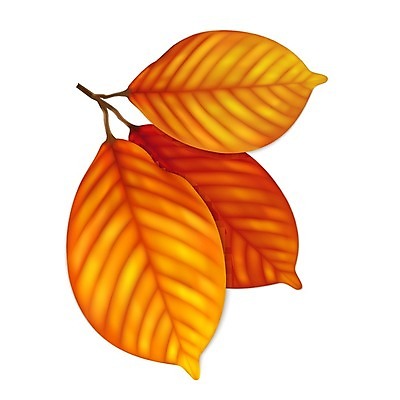 EPS 해외이미지 나무 식물 디자인 계절 줄기 잎 꽃무늬 곡선 오렌지 일러스트 자연 미술 그래픽 장식 빨간색 세트 갈색 노란색 가을 나뭇가지 우아함 떨어짐 심볼 그림 질감 정맥 엘리먼트 해외202004 해외일러스트 꽃 선 컬러 컨셉 무늬 과일 문화예술 생태계 혈관 파일형식 벡터 이미지허브