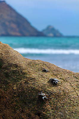 포토 JPG 해외이미지 동물 공원 야생동물 바다 백그라운드 자연 하늘 휴가 생물 국립공원 종류 갑각류 사람없음 야외 물 파란색 햇빛 환경 맑음 게 껍질 만 남아메리카 닫기 보호 작음 묘사 에콰도르 해외202004 해외포토 자연요소 공공시설 컬러 컨셉 모션 날씨 아메리카 태양 크기 생태계 파일형식 이미지허브
