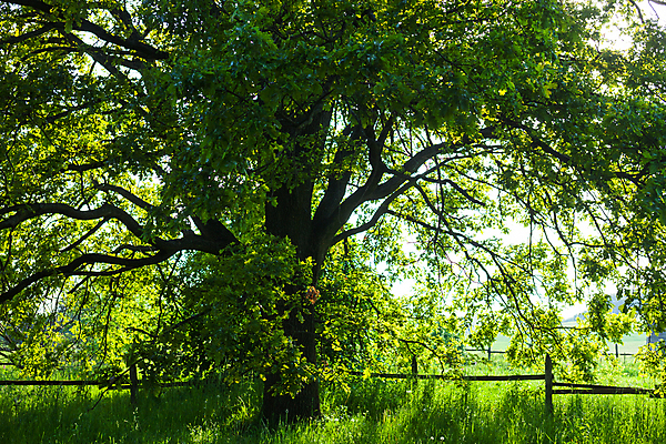 포토 JPG 해외이미지 나무 식물 1 백그라운드 낙엽 잎 자연 추상 왕관 사람없음 초록색 여름 빛 컬러풀 햇빛 태양 봄 나뭇가지 신선 싱글 번짐 내추럴 옛날 그리너리 해외202004 해외포토 자연요소 계절 컬러 무늬 생태계 파일형식 트랜드컬러 효과 이미지허브