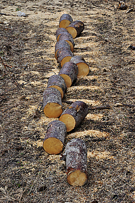 포토 JPG 해외이미지 나무 줄기 백그라운드 건조 풍경 사람없음 농장 갈색 노란색 쌓기 환경 흙 봄 블록 젖음 시골 원형 장작 모닥불 자르기 캠핑장 통나무 먼지 나무껍질 잡동사니 땅바닥 벌목 톱밥 해외202004 해외포토 도형 식물 계절 컬러 농업 모션 불 바닥 캠핑 껍질 가루 파일형식 이미지허브