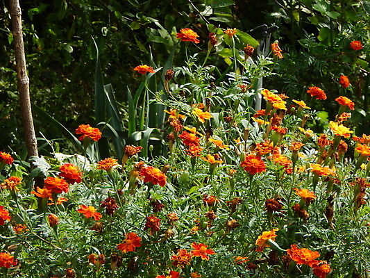 포토 JPG 해외이미지 식물 공원 꽃 분홍색 백그라운드 꽃무늬 패턴 자연 벽지 사람없음 초록색 컬러풀 정원 벚꽃 흰색 신선 내추럴 고립 해외202004 해외포토 공공시설 컬러 무늬 생태계 파일형식 이미지허브