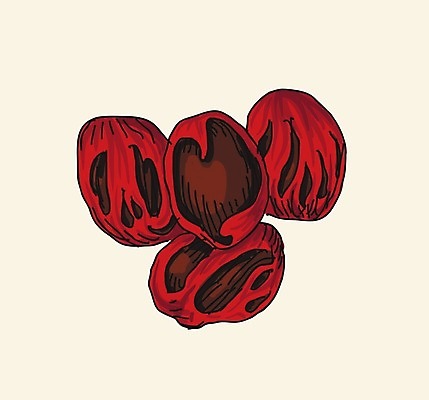 EPS 해외이미지 전통 계절 문화 음식 조각 백그라운드 다이어트 과일 일러스트 재료 자연 건조 요리 씨앗 동양인 갈색 주방 견과류 흰색 닫기 맛 인도인 먹기 허브 향수 향신료 흰배경 유기농 매움 향기 아로마 향료 향 레시피 동쪽 내추럴 고립 채식주의자 해외202004 해외일러스트 외국인 식물 웰빙 컬러 컨셉 모션 건강 인종 화장품 방향 생태계 채식 냄새 향미료 파일형식 벡터 이미지허브