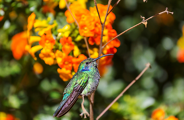 포토 JPG 해외이미지 꽃 야생동물 조류 사람없음 아웃포커스 작음 벌새 해외202004 해외포토 식물 동물 촬영기법 크기 파일형식 이미지허브