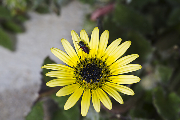 포토 JPG 해외이미지 식물 꽃 꽃무늬 자연 국화 사람없음 장식 초록색 노란색 흰색 닫기 남쪽 해외202004 해외포토 컬러 무늬 모션 방향 생태계 파일형식 이미지허브
